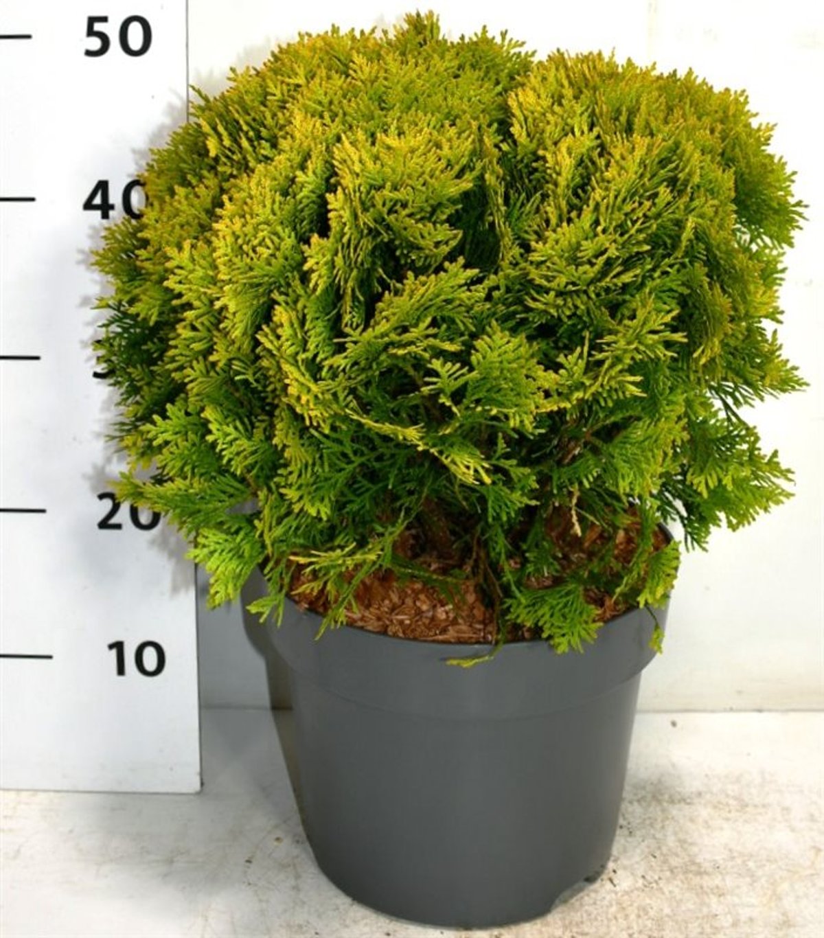 Thuja occ. 'Mirjam' - C7.5 30-40 CM